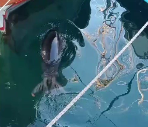 Bodrum’da Akdeniz Foku sürprizi