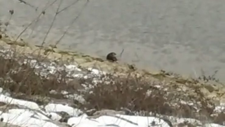 Bursa’da barajda su samuru görüldü