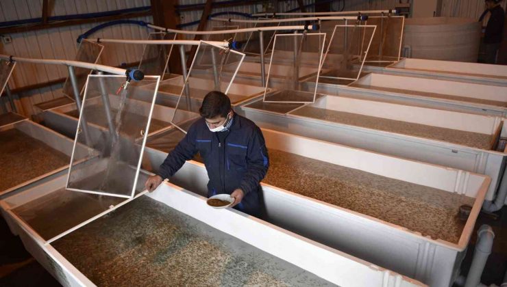 Büyükşehir’den yeni bir hamle yatırım daha: Yavru alabalık üretim tesisi