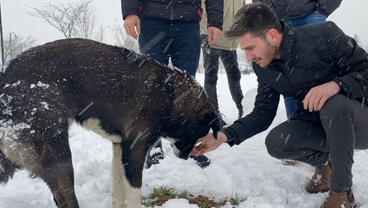 Çarşamba’da sokak hayvanlarına mama dağıtıldı