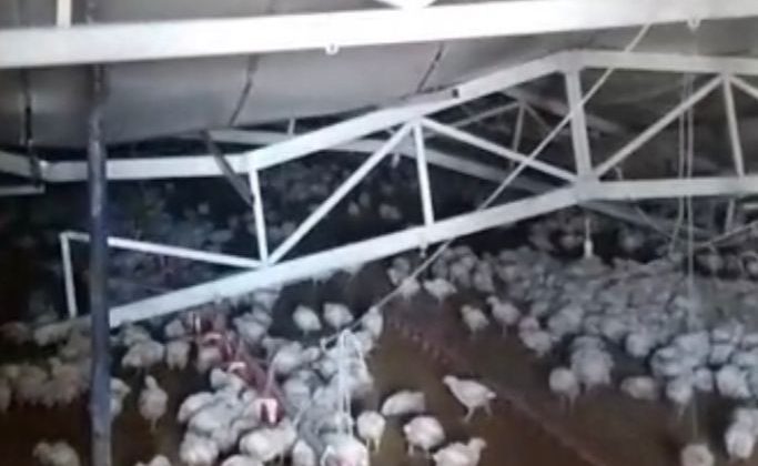 Çiftliğin çatısı kar nedeniyle çöktü, binlerce tavuk telef oldu