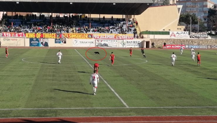 Çorlu’daki maçta sahaya giren köpek gülümsetti