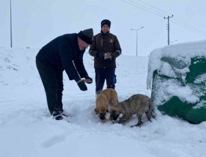 Çorum’da sokak hayvanları unutulmadı