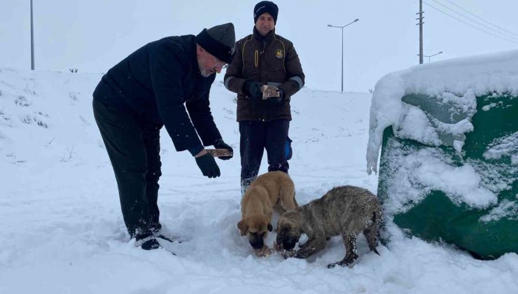 Çorum’da sokak hayvanları unutulmadı