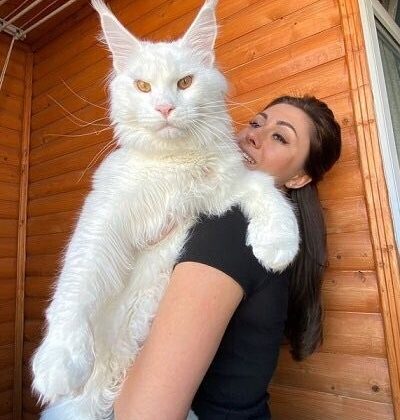 Dev kedi Kefir’i görenler köpek sanıyor