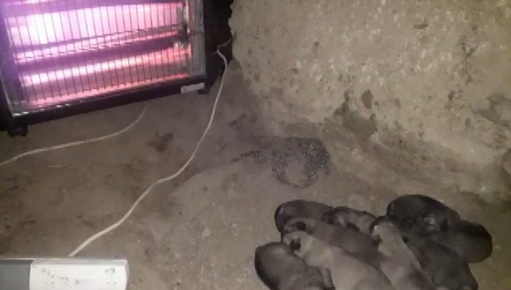 Doğum yapan anne köpek ve yavruları için elektrikli soba kurdu