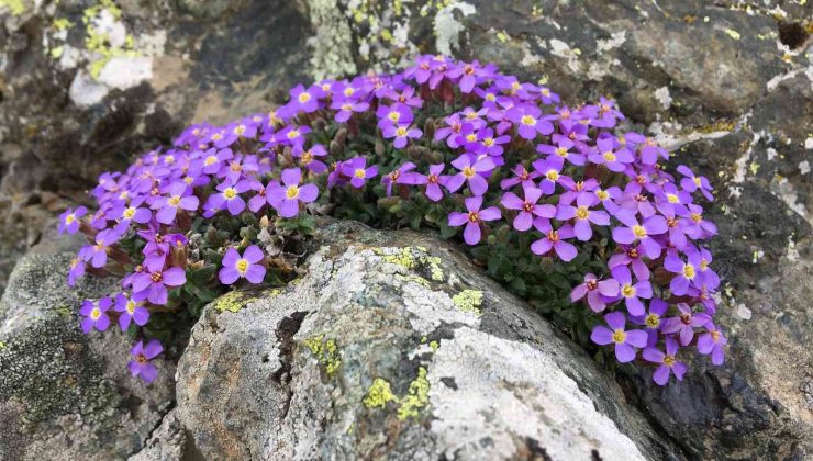 Dünya için yeni bir endemik bitki türü keşfedildi