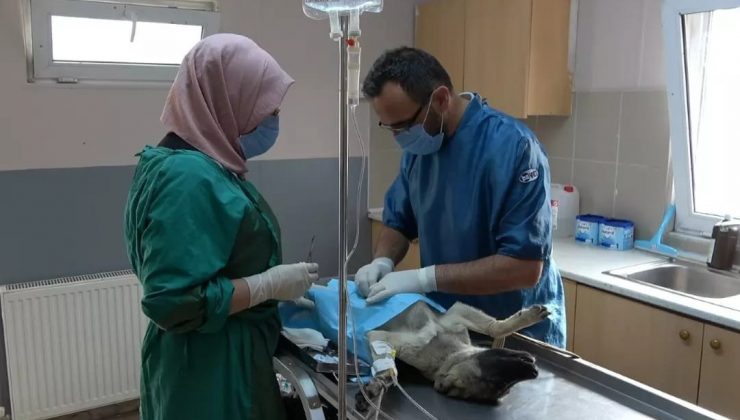 Erzincan’da ocak ayında 56 adet sokak hayvanına kısırlaştırma işlemi yapıldı