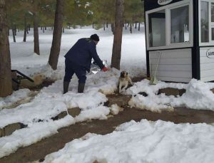 Gaziantep’te karakışta sokak hayvanları unutulmadı