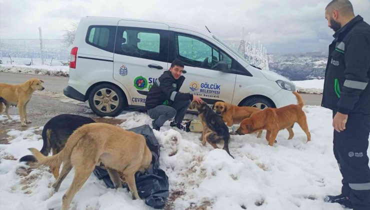 Gölcük’te hayvanlara mama desteği