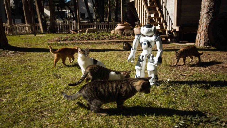 Hayvansever robot NAO, sokak hayvanlarını elleriyle besliyor