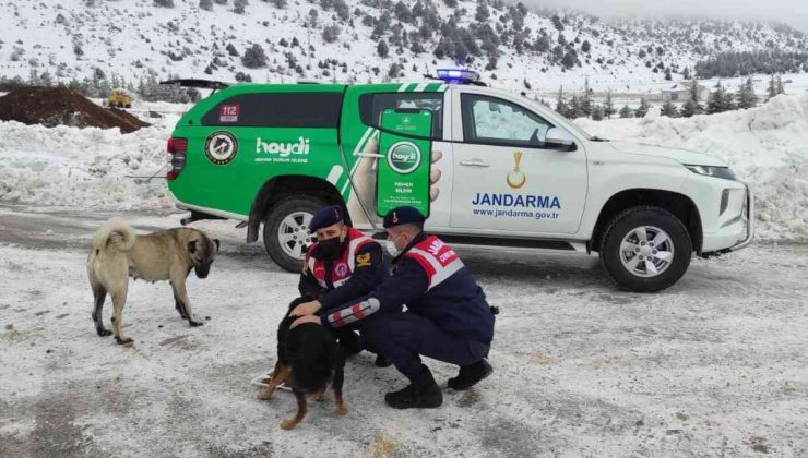 Isparta’da HAYDİ ekipleri sokak hayvanlarını besledi