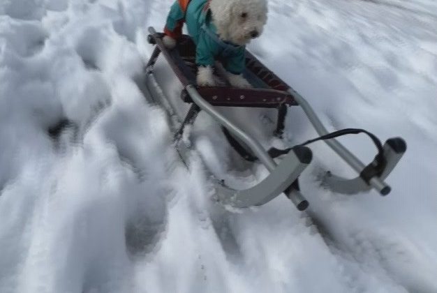 İstanbul’da köpeğin karda kayak keyfi