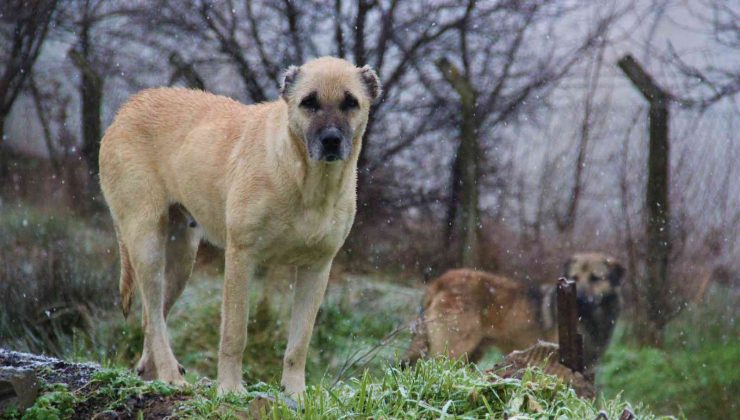 İstanbul’un köpekleri Kocaeli’de korku saçıyor