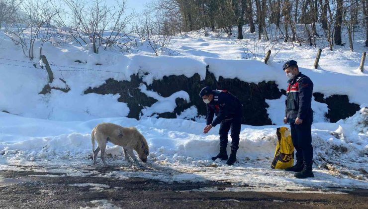 Jandarma sokak hayvanlarını unutmadı