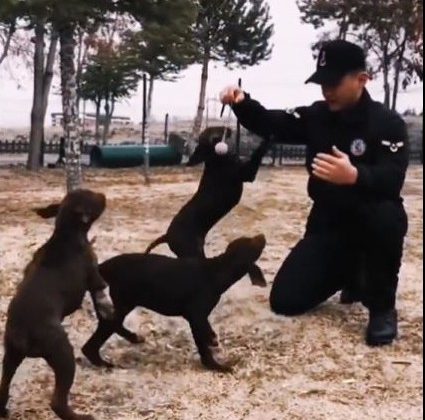 Jandarmanın görev köpekleri eğitimlerine devam ediyor