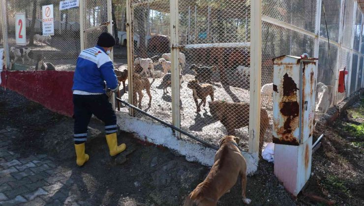 Kahramanmaraş’ta 80’in üzerinde yasaklı ırk köpek toplandı