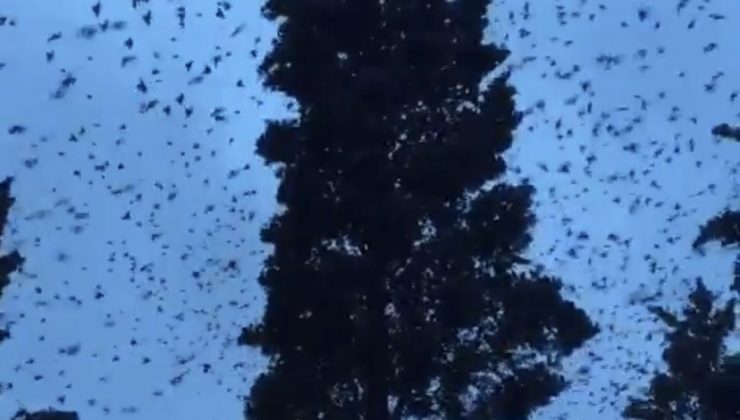 Kar yağışının habercisi sığırcık kuşlarının görsel şöleni