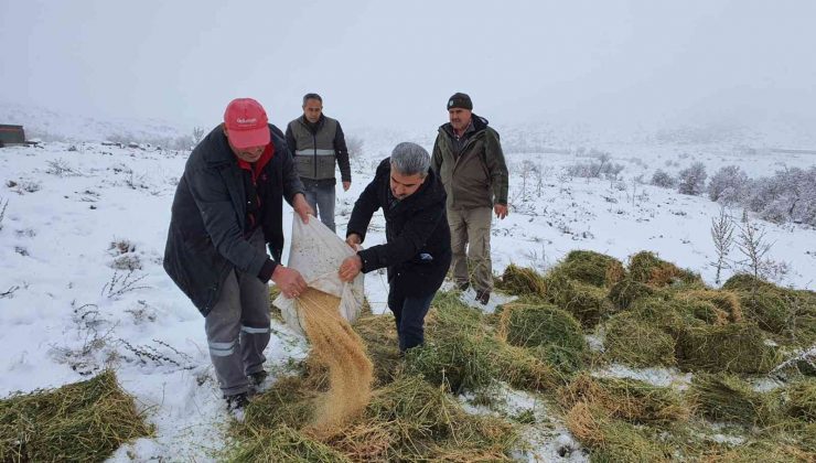 Karaman’da, Anadolu yaban koyunları ile yılkı atlarına yem desteği