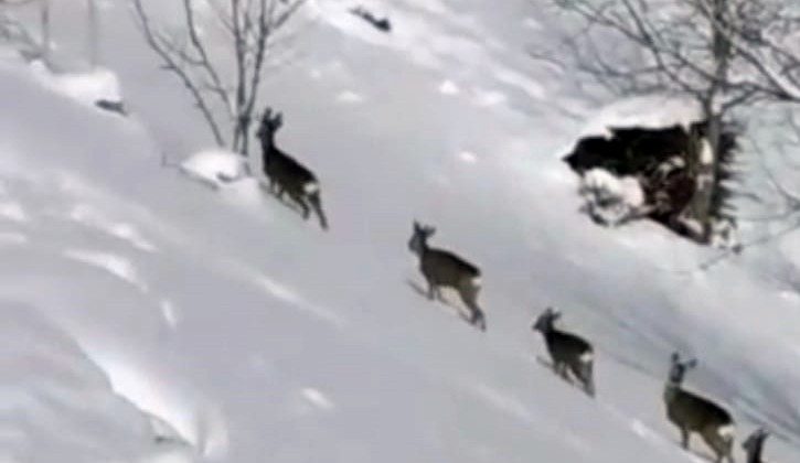 Karda aç kalan karacalar köye indi