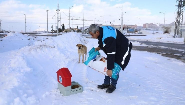 Karlı ve soğuk havada Battalgazi’deki can dostlar unutulmadı