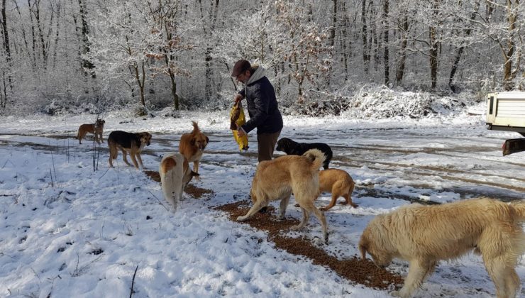 Kartepe’de sokak hayvanları için mama dağıtımı