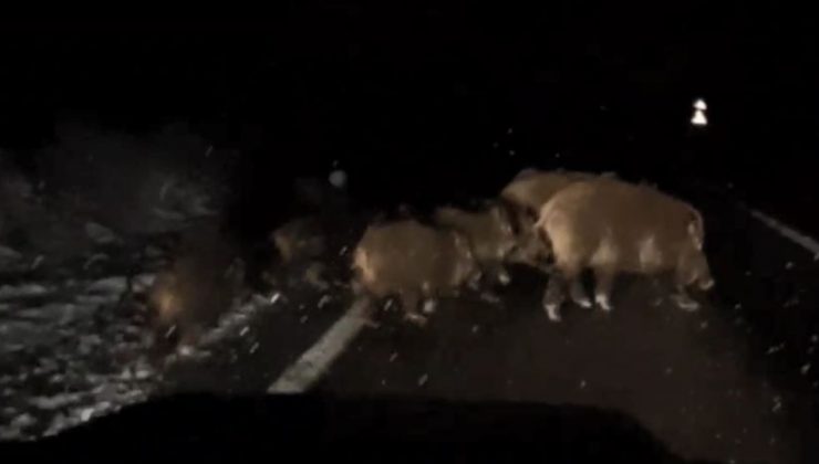 Köye giderken gece önüne çıkan domuz sürünü görüntüledi