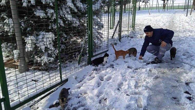 Küçükçekmece Belediyesi soğuk havalarda sokak hayvanlarını unutmuyor