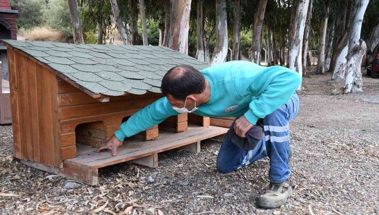 Kuşadası Belediyesi soğuk havada can dostlarını unutmadı
