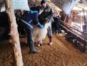 Kütahya’da anaç koyun keçi tespit çalışmaları