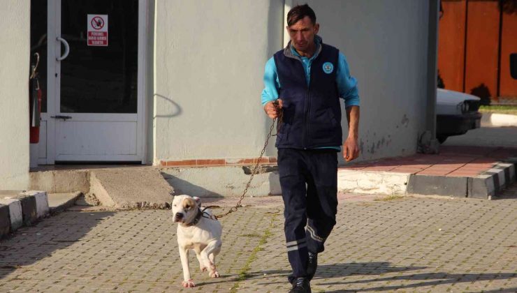 Manisa’da barınaktaki yasaklı ırk köpeklerin sayısı 240’a ulaştı