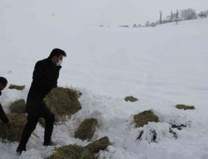 Mecitözü’nde yaban hayvanları için doğaya yem bırakıldı