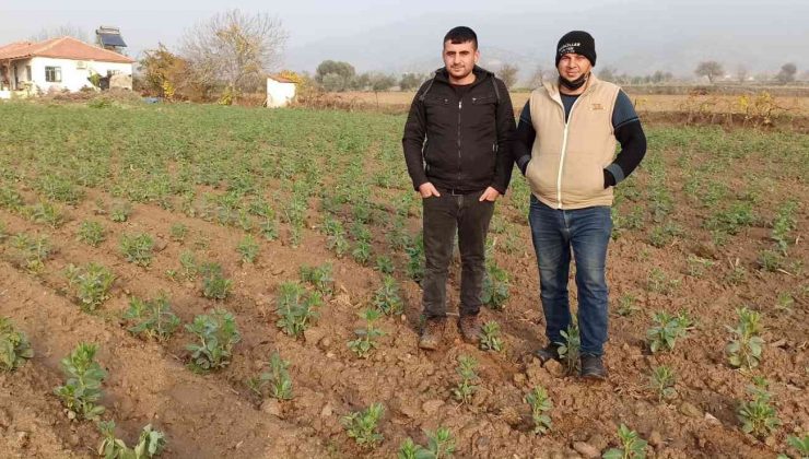 Ödemiş’te bakla ve bezelye ekiminde son günler