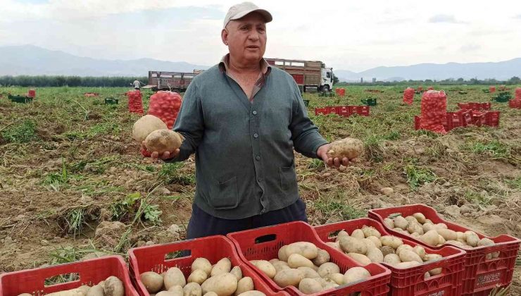 Ödemiş’te kış patatesi hasadı başladı