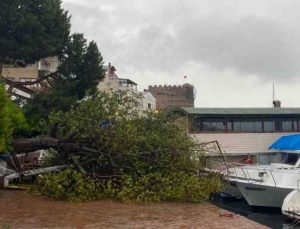 Sinop’ta fırtına ağaç yıktı