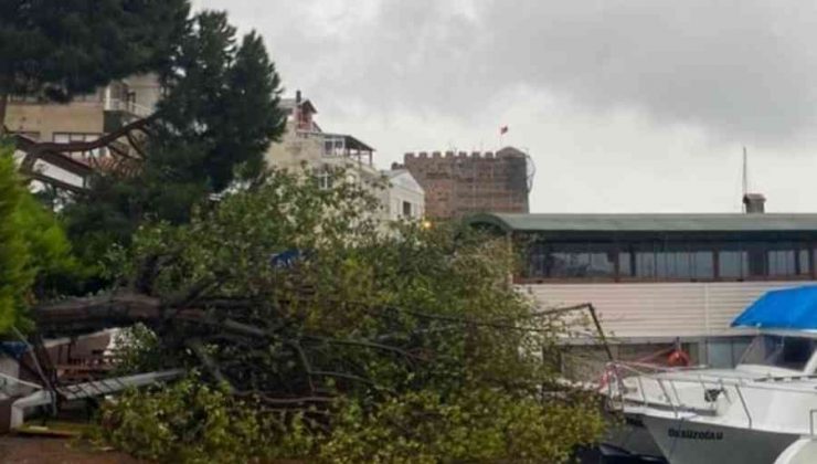 Sinop’ta fırtına ağaç yıktı