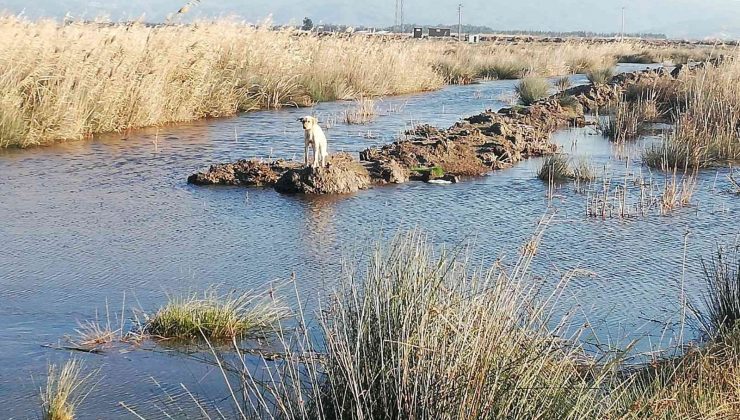 Söke’de mahsur kalan çaresiz köpeği İtfaiye ekipleri kurtardı