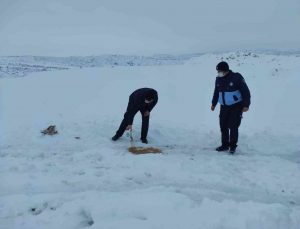 Sungurlu Belediyesi sokak hayvanlarını unutmadı