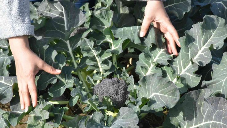 Tarsus Belediyesinin çiftçilere ücretsiz dağıttığı fideler meyve vermeye başladı