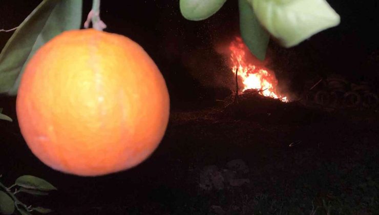 Tescilli Kozan portakalında don nöbeti