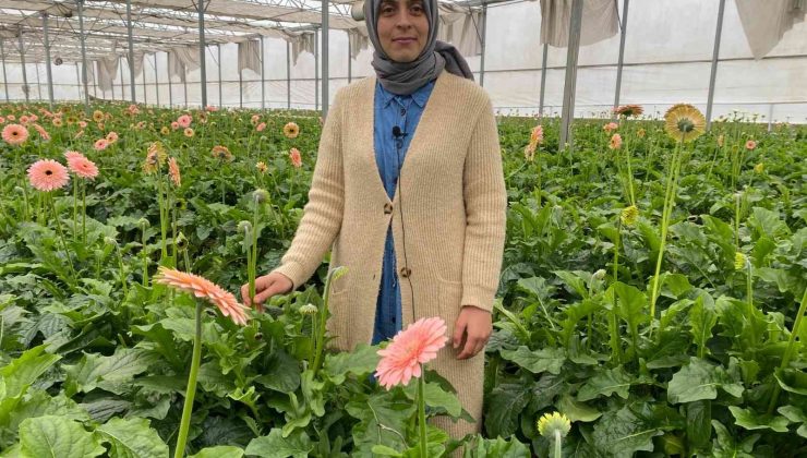 Topraksız serada ürettiği gerbera çiçeğini yurt dışına iki katı fiyata satıyor