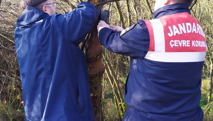Yaban hayatı için foto kapanlar kuruldu