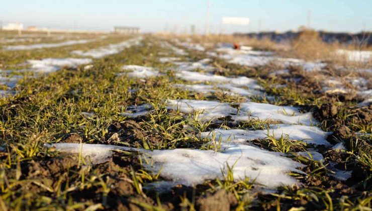 Yağışlar yüz güldürüyor, rekolte artışı bekleniyor