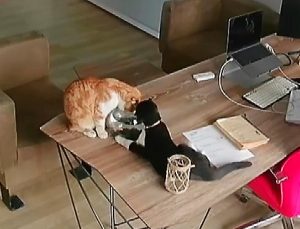 Yaramaz kedilerin balıklarla oyunu pahalıya mal oldu