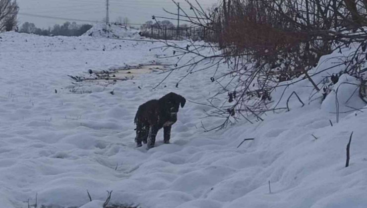 Yavru köpek donmaktan kurtarıldı