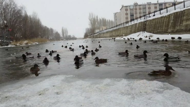 Yeşilbaşlı gövel ördekler, Çoruh’un yüzeyinde yüzerek adeta görenleri mest ediyor