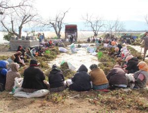 Aydın’da çilek fidelerinin gençleştirilmesi için yüzlerce işçi tarlaya indi