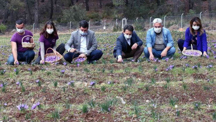 Endemik türlerden Muğla ekonomisine 62 milyon TL katkı