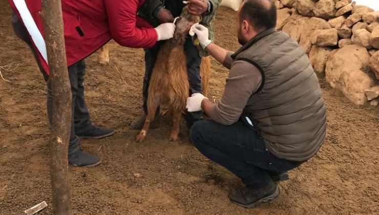 Siirt’te kurtların saldırısına uğrayan keçiler tedavi altına alındı