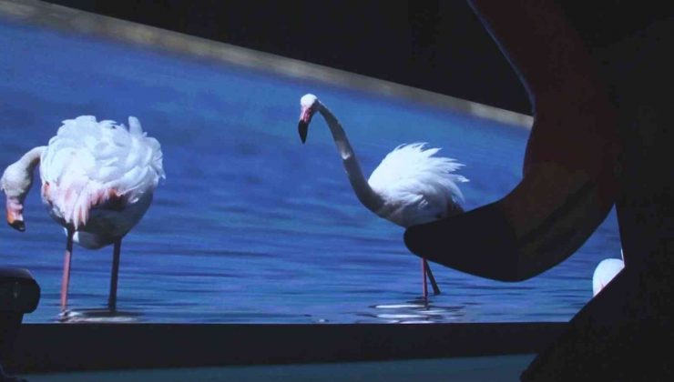 Türkiye’deki ilk flamingo belgeseli “Pembe Misafirler” izleyiciyle buluştu